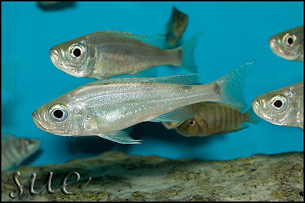 Haplotaxodon microlepis